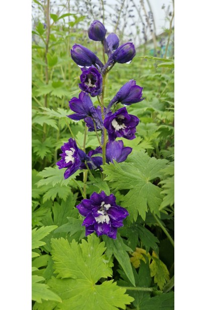 Темно-сині суцвіття дельфініуму 